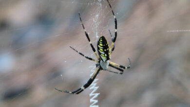 How long after laying eggs does a garden spider die