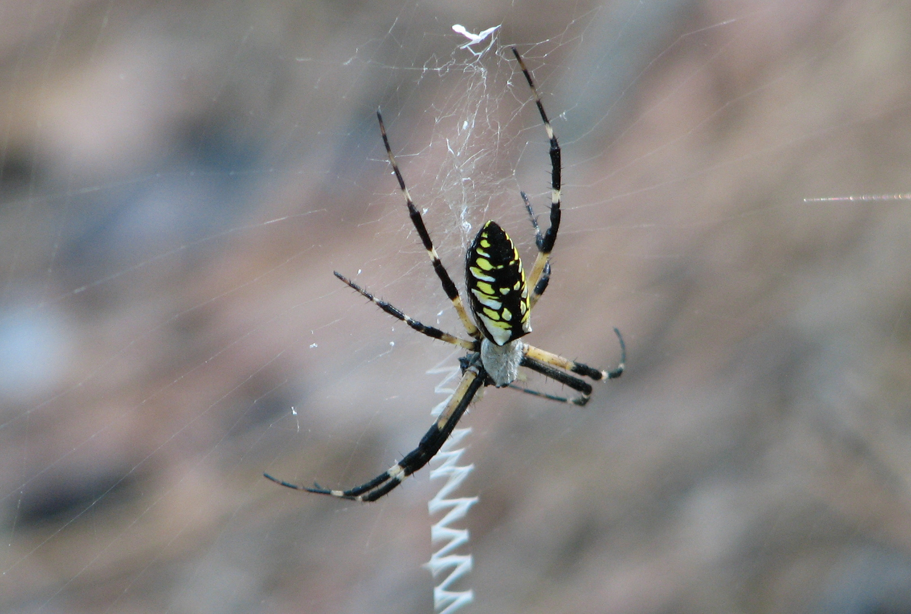 How long after laying eggs does a garden spider die