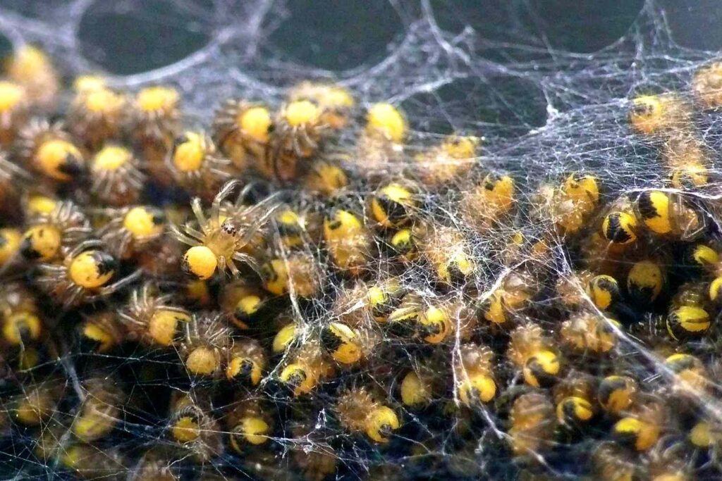 How long after laying eggs does a garden spider die